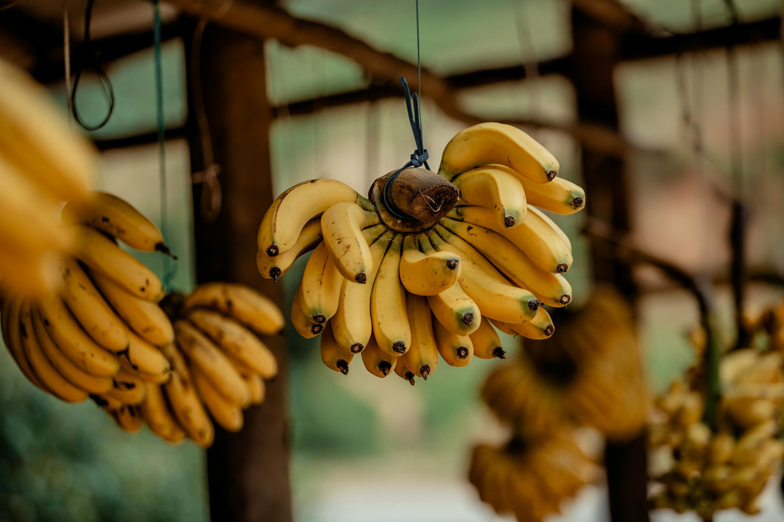 banana-fc